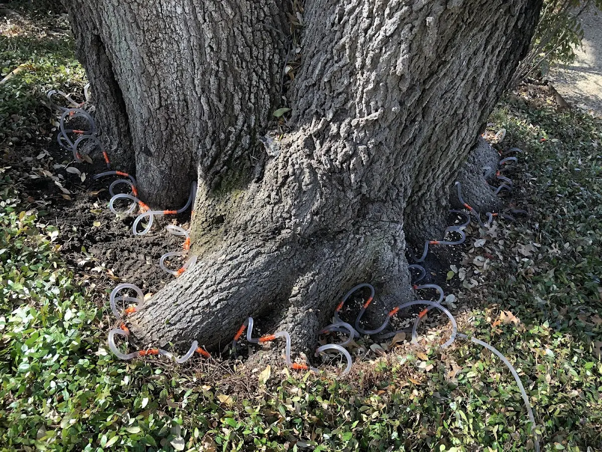Detailed Tree Cabling and Bracing job site in Baxter