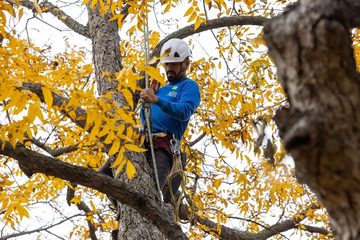 Skilled Tree Trimming crew working in Baxter