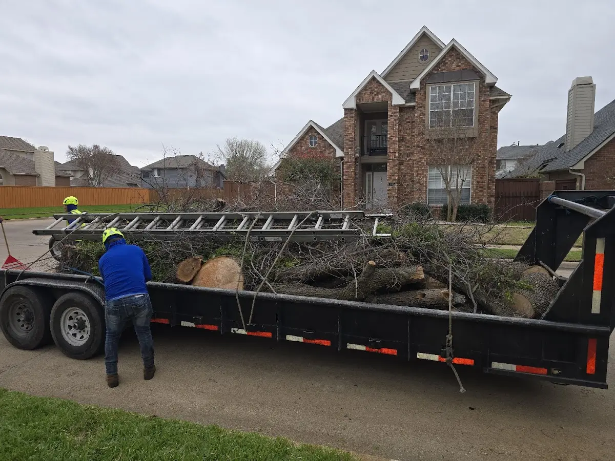 Expert Tree Removal with proper safety equipment in Baxter